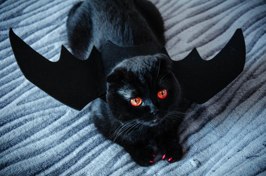 Top 5 déguisements halloween pour chat