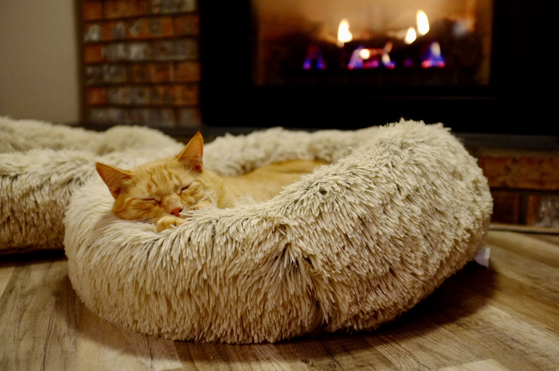 Les différents types de couchage pour chat