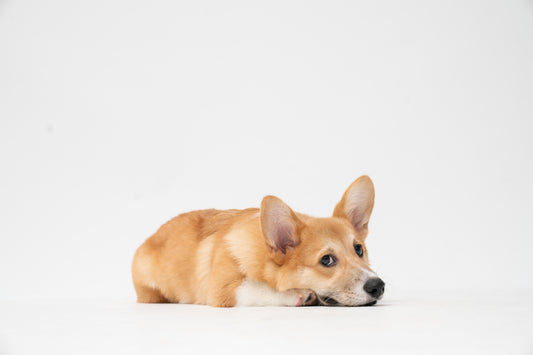 Les chiens et l’anxiété : comment les tapis de fouille peuvent-ils aider ?