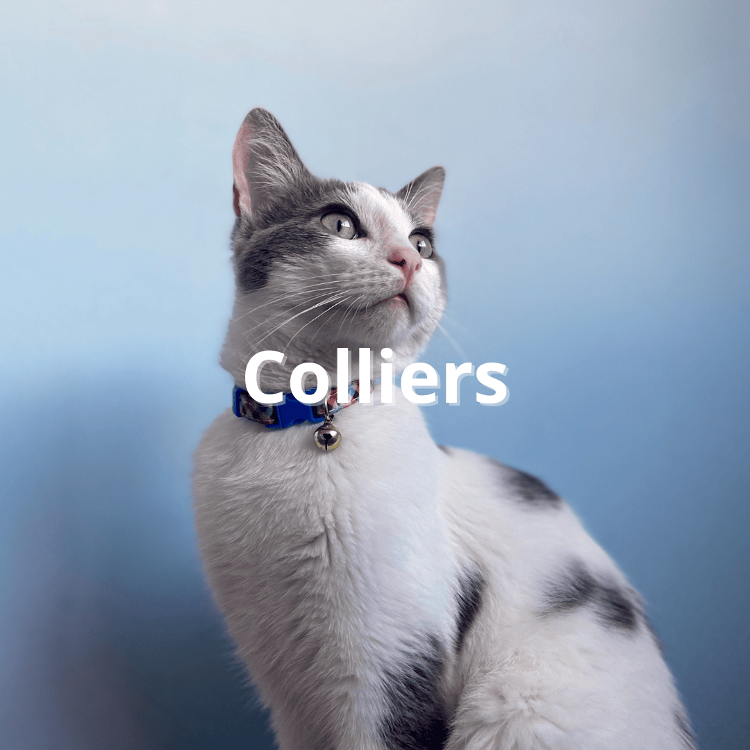 Collier pour chat