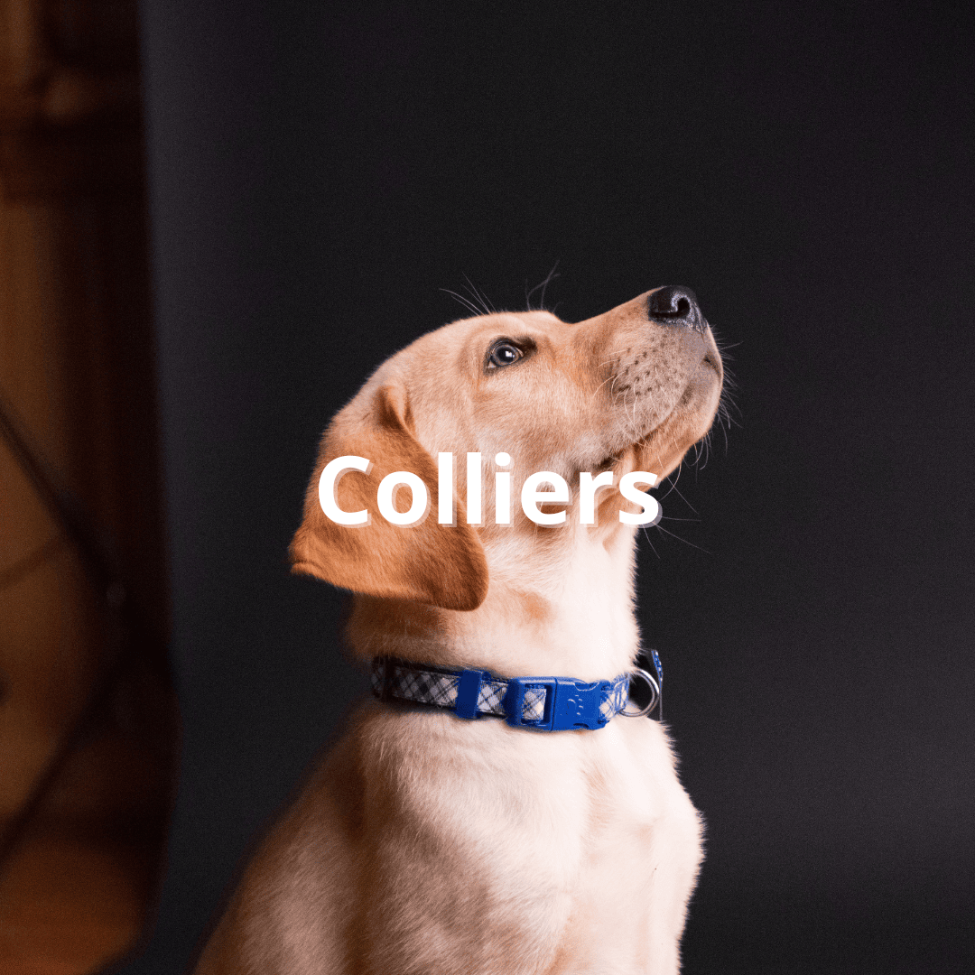 colliers pour chien