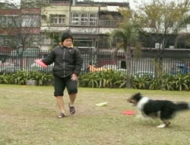 Jeu frisbee pour chien