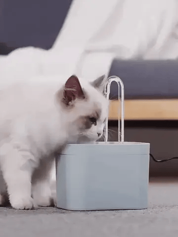 Chat qui boit dans une fontaine à eau pour chat