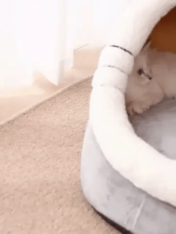 Chat dans un lit en forme d'animaux 