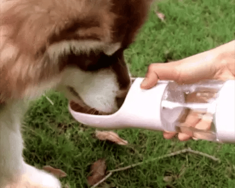 Gourde d'eau 3-en-1 pour chien et chat