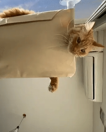 Présentation du hamac pour chat
