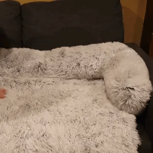 Chien sur un canapé-lit pour chien