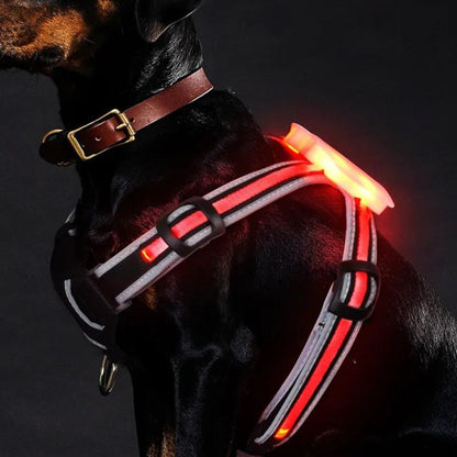 Chien avec notre harnais avec LED pour chien