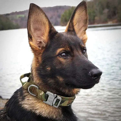 Chien de berger avec un collier militaire pour chien