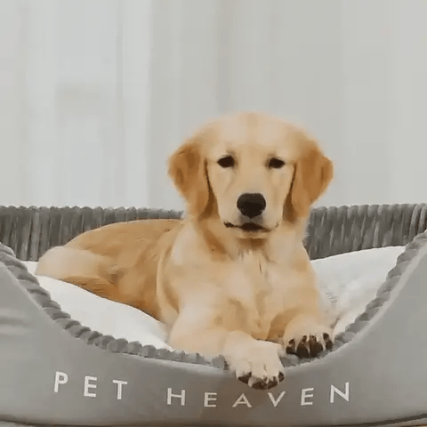 Chien dans un lit paradis pour chien
