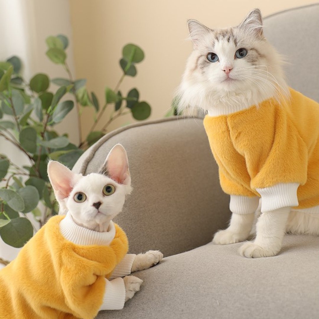 Chats qui portent un pull polaire jaune