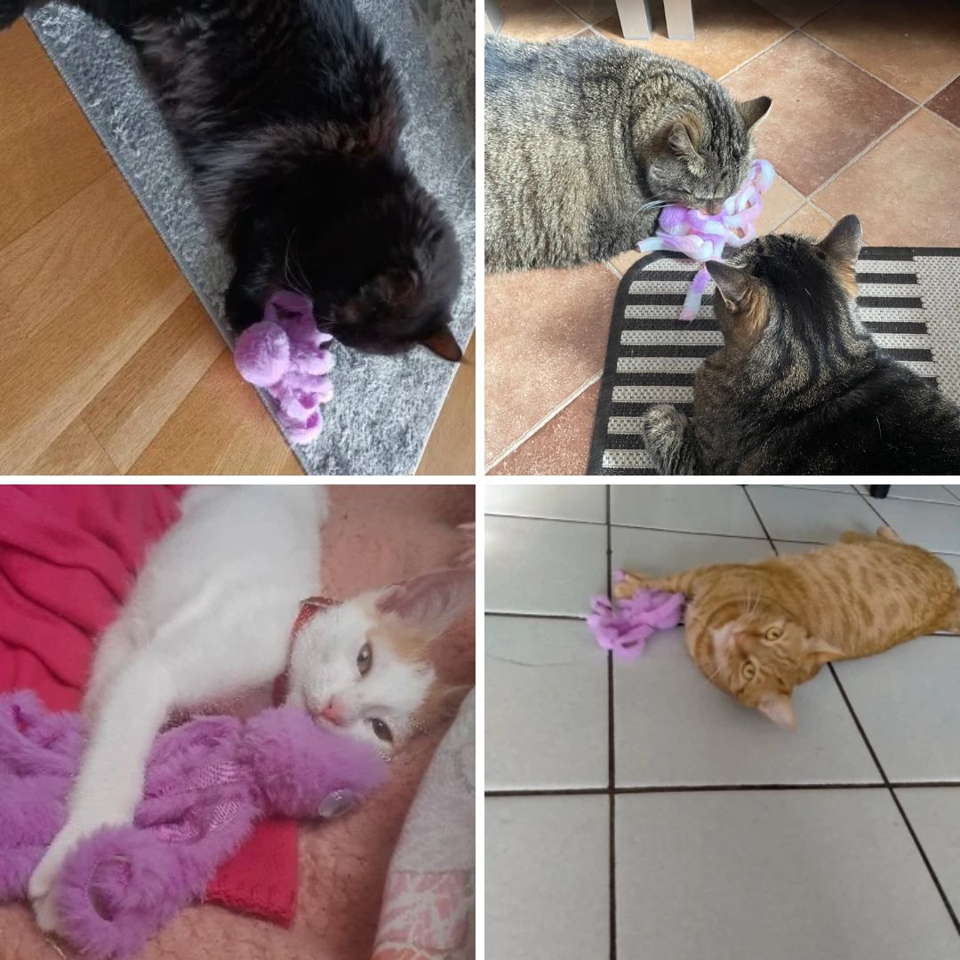Photos clients de notre chat avec notre jouet peluche pieuvre pour chat