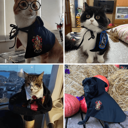 Photos clients de nos capes Harry Potter pour chien et chat