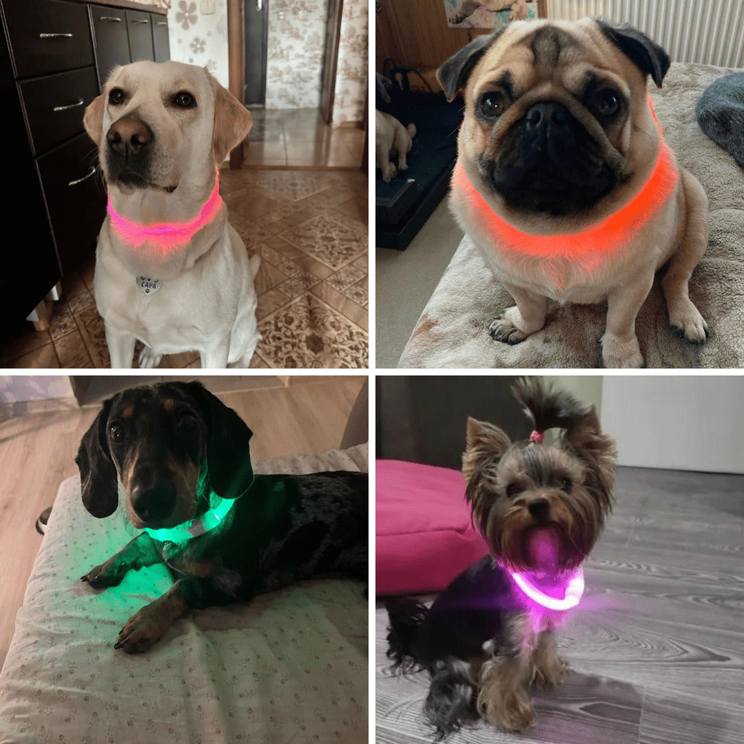 Photos clients de notre collier à LED pour chien