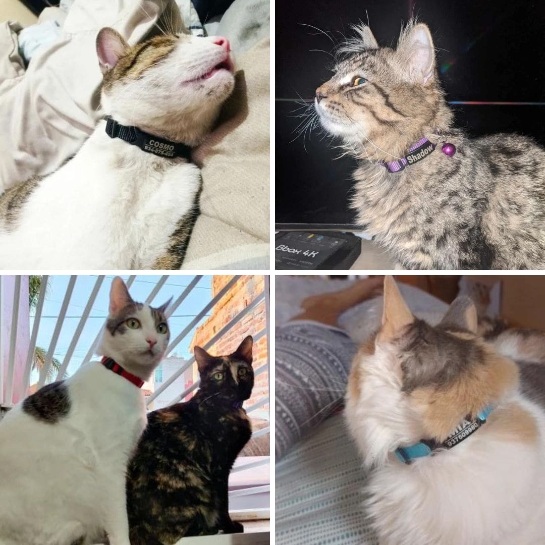 Photos clients de nos  colliers personnalisables avec clochette pour chat
