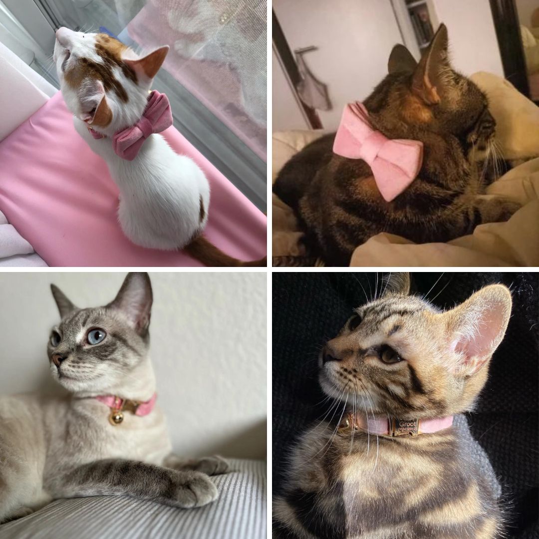 Photos client de nos colliers en velours avec nœud pour chat