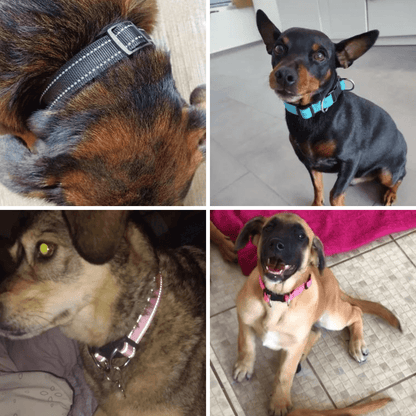 Photos clients de notre collier réfléchissant pour chien