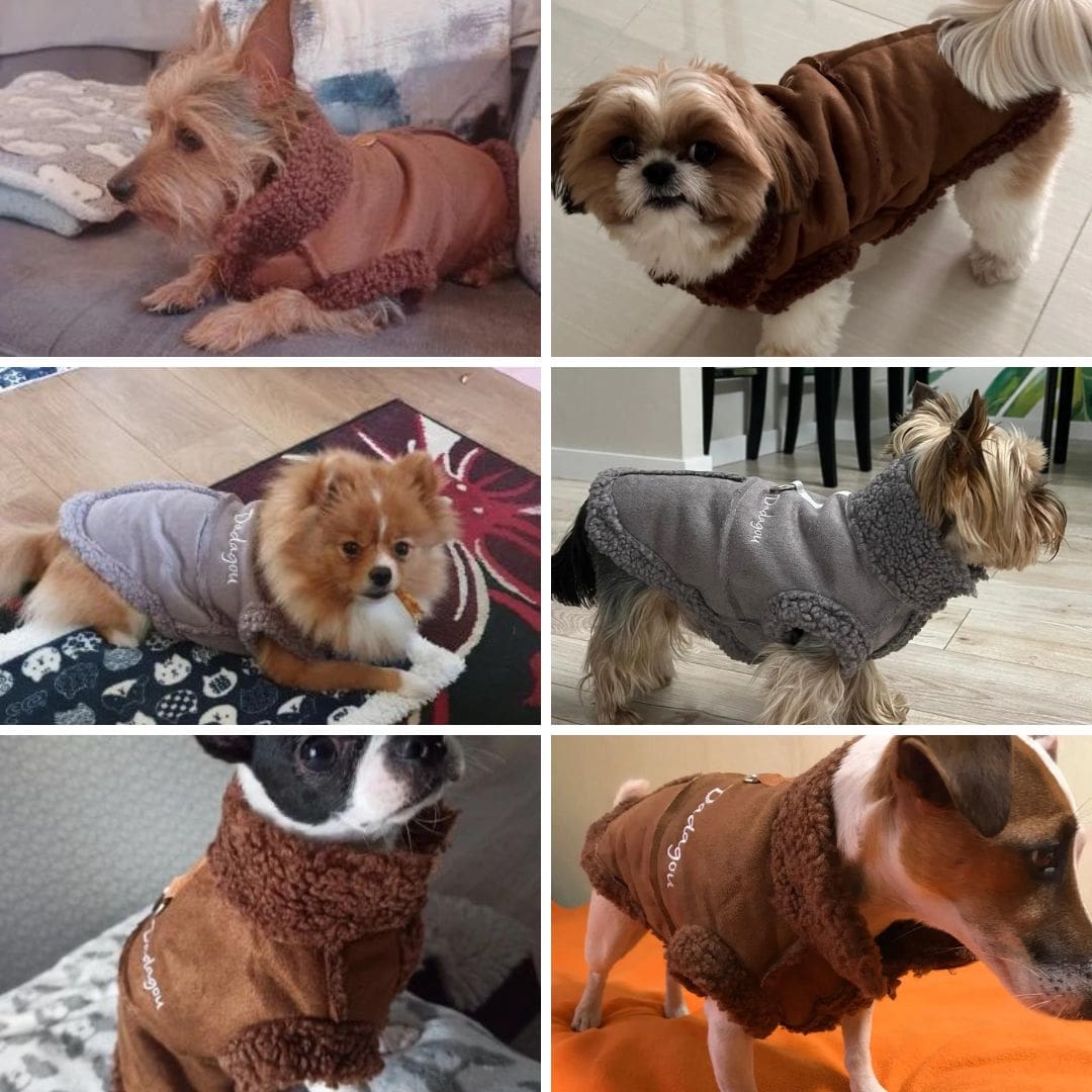 Photo client de notre manteau chaud d'hiver style anglais pour chien