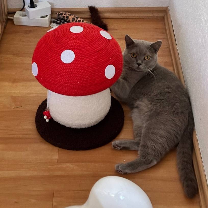 Photo client de notre griffoir champignon pour chat