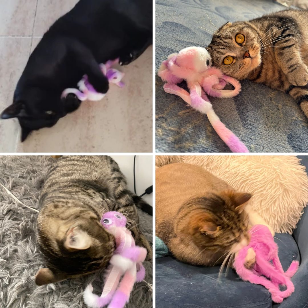 Photos clients de notre jouet peluche pieuvre pour chat