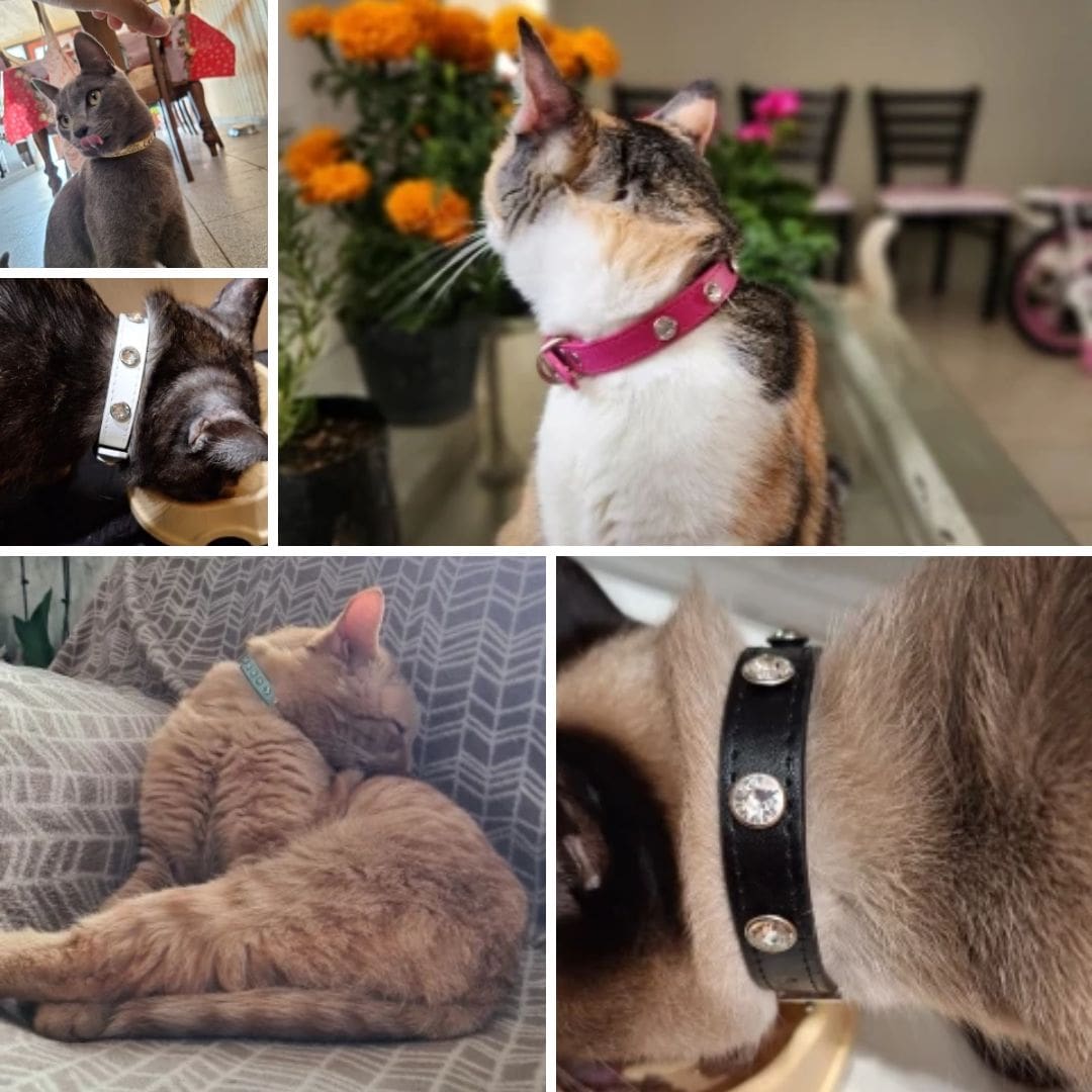 Photos clients de notre collier à strass pour chat et chiot
