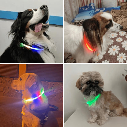 Photos clients de notre collier à LED pour chien