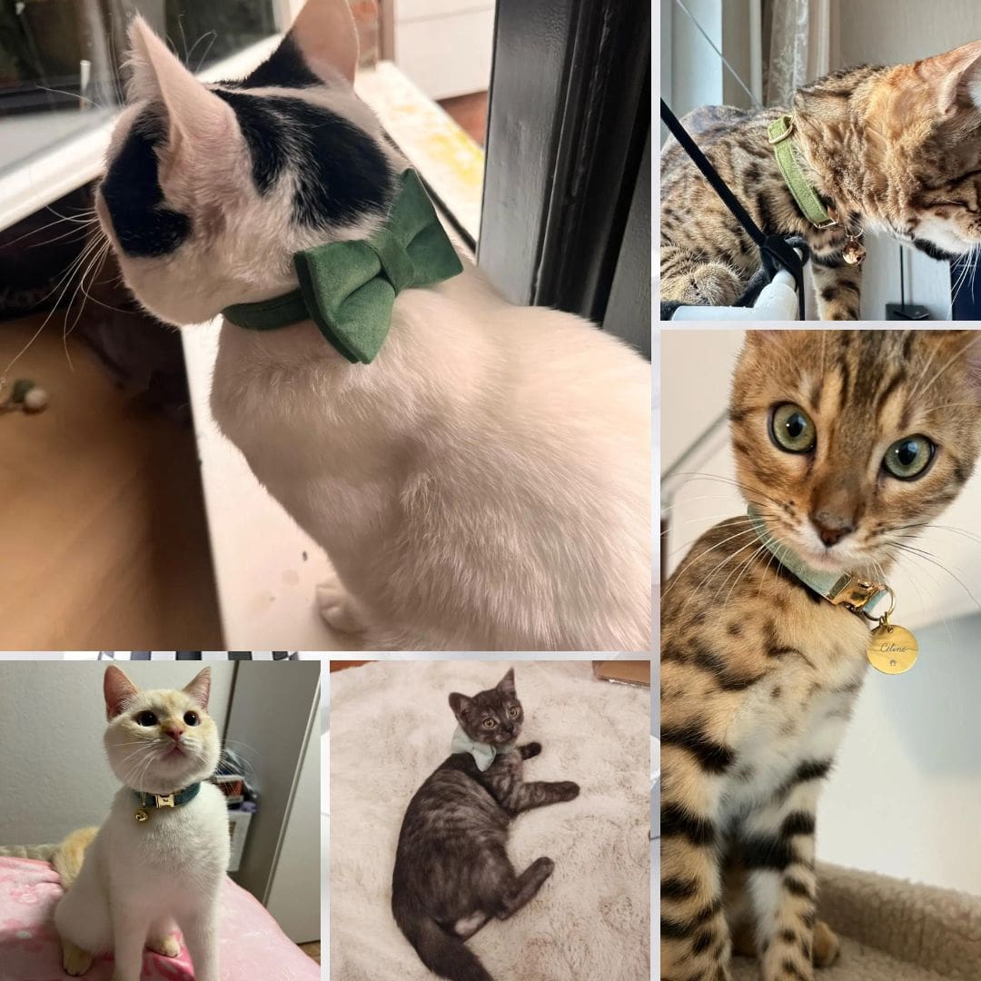 Photos clients de nos colliers en velours pour chat
