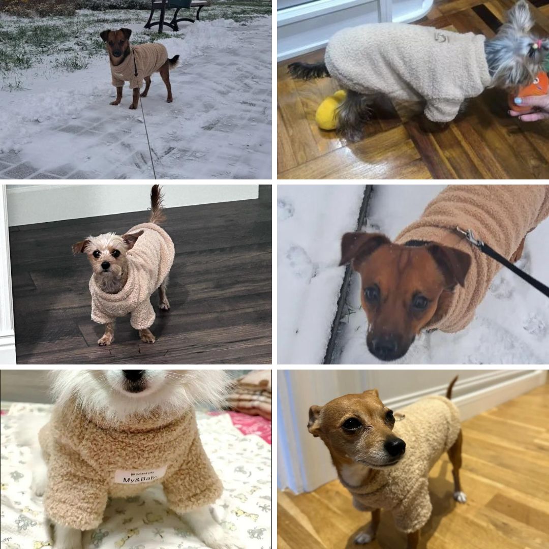Photos clients de notre pull d'hiver pour petit chien
