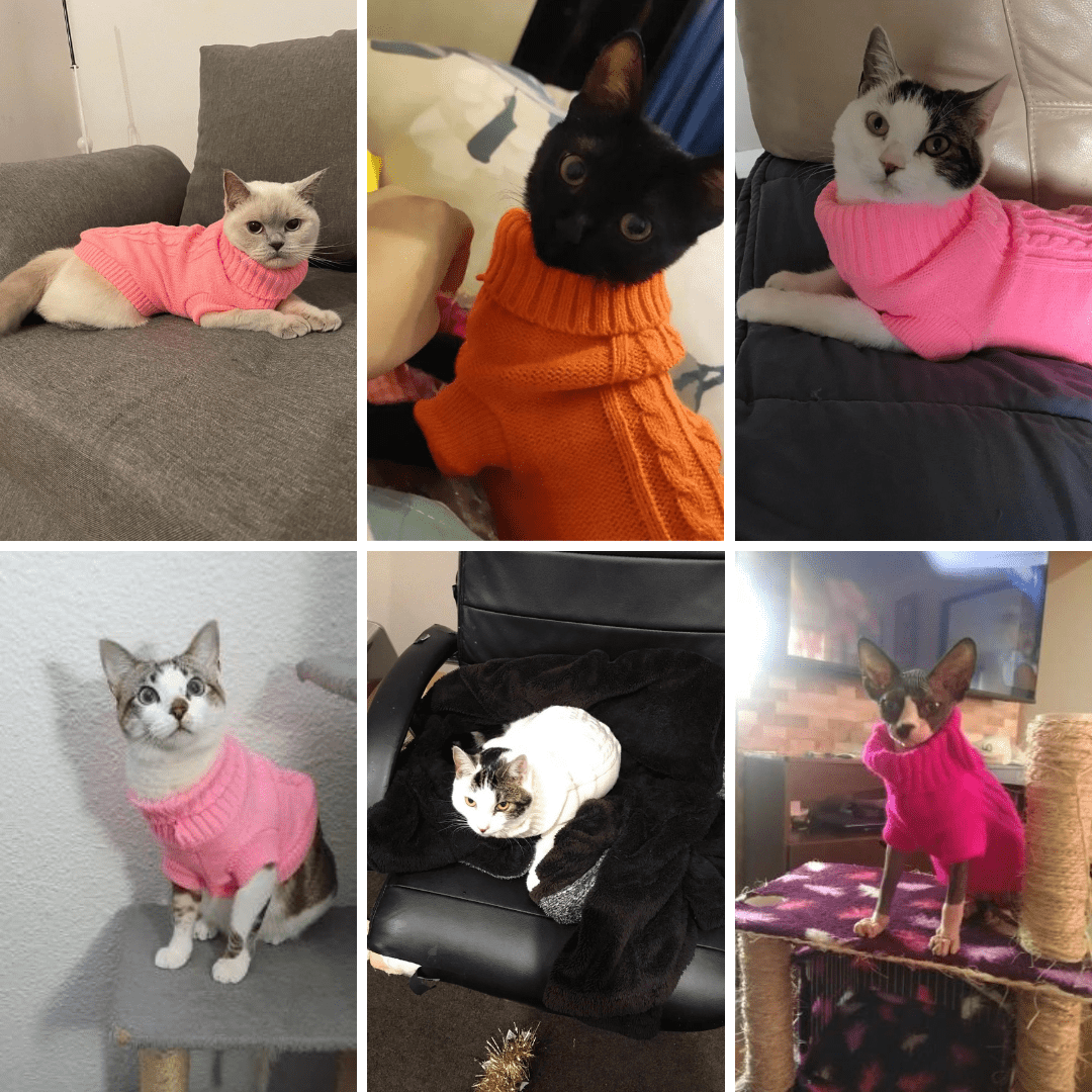 Photos clients de notre pull tricoté pour chien et chat