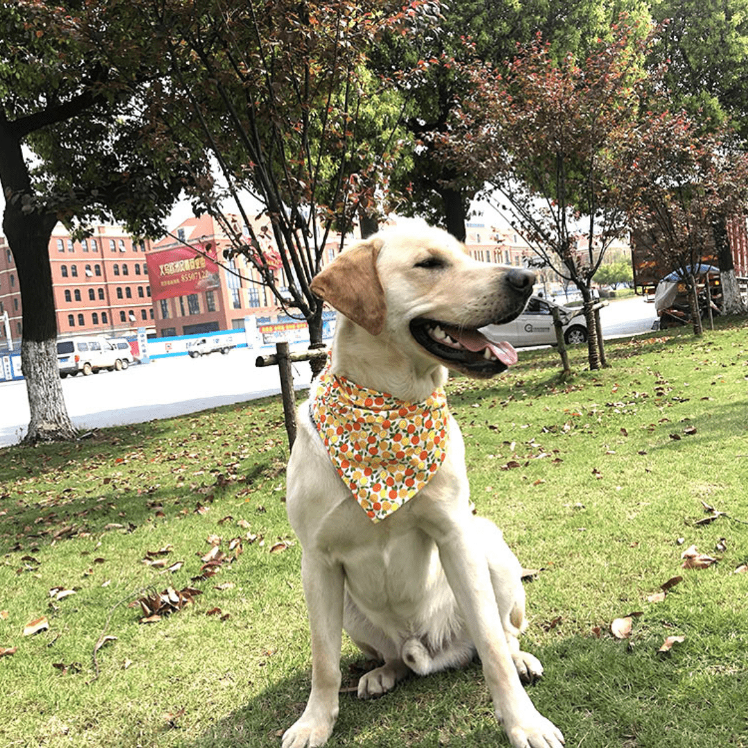 bandana coloré pour chien