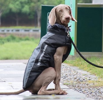 Chien avec une veste imperméable pour chien