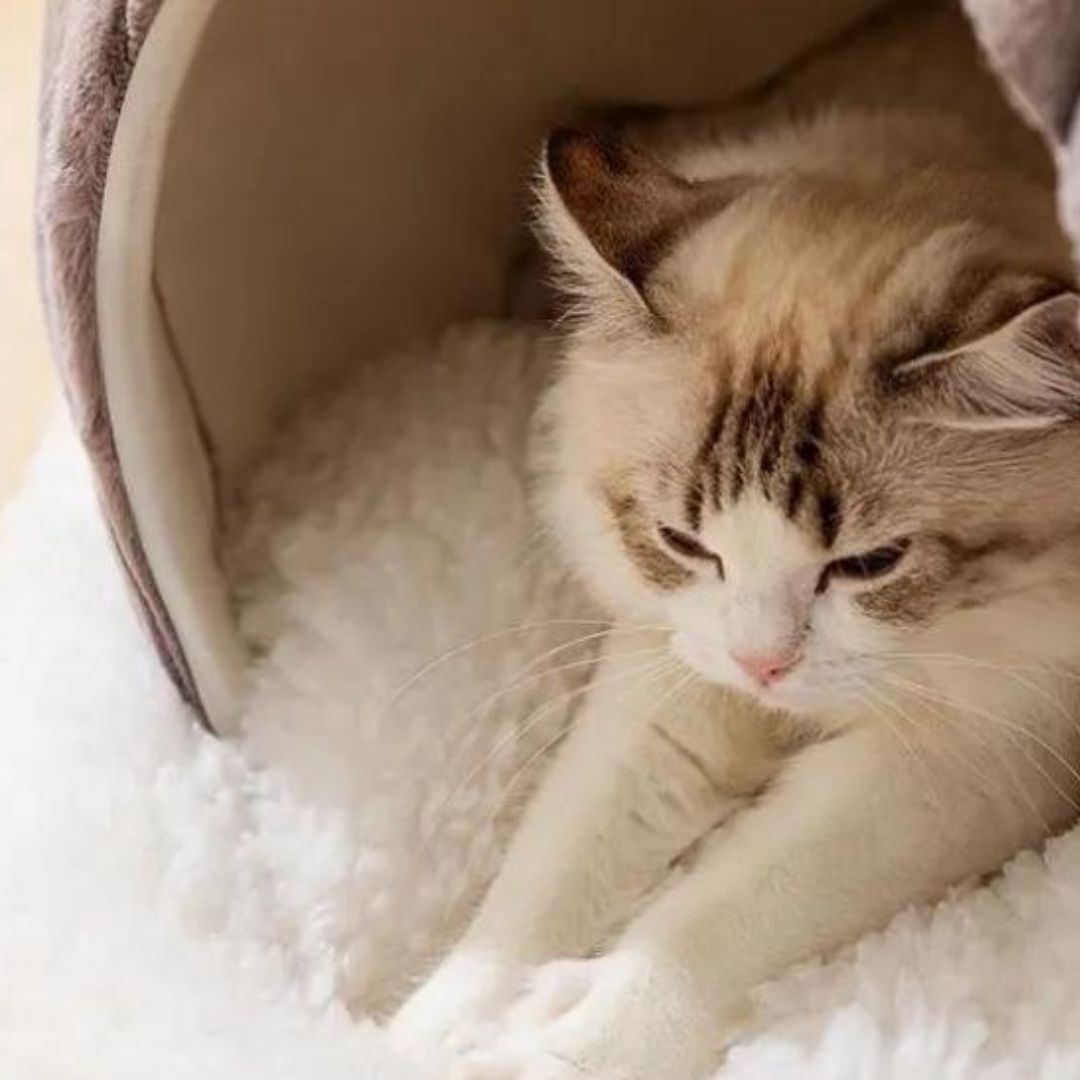 Confort impeccable avec notre couchage hivernal et doux pour chat