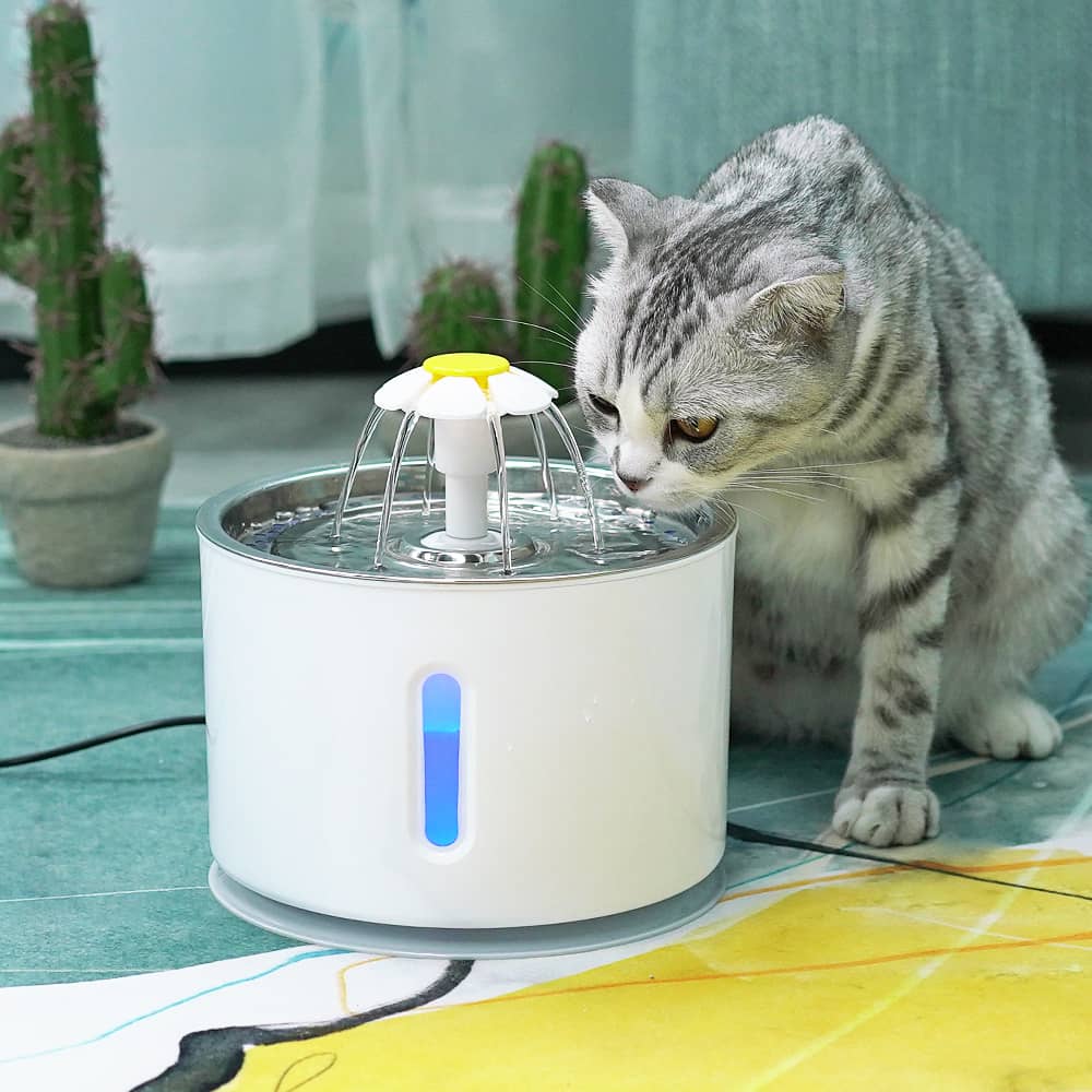 Chat qui utilise notre fontaine à eau ronde avec LED