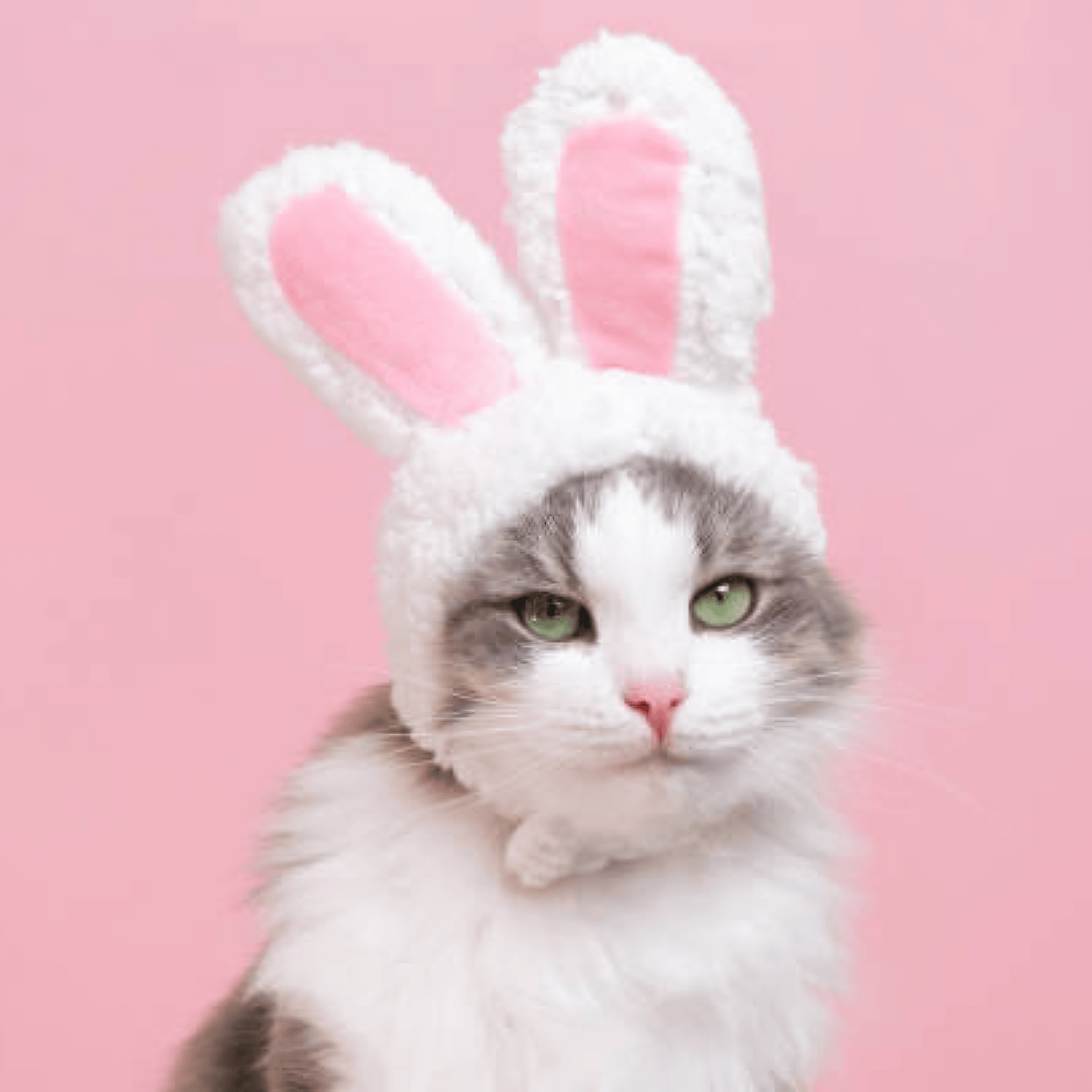 Déguisement de tête oreilles de lapin pour chat