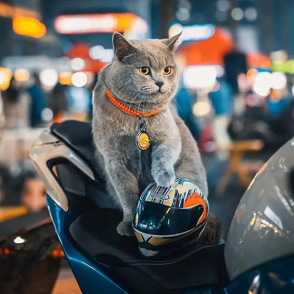 Chat avec un casque de moto