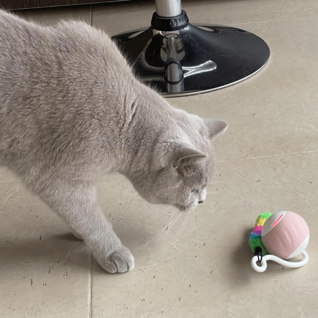 Balle automatique rose à plume pour chat