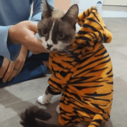 Chat avec un pyjama tigre pour animaux