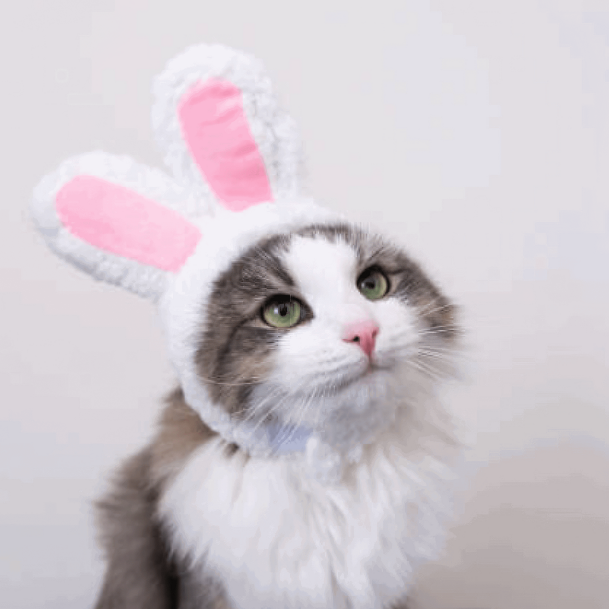 Déguisement de tête oreilles de lapin pour chat