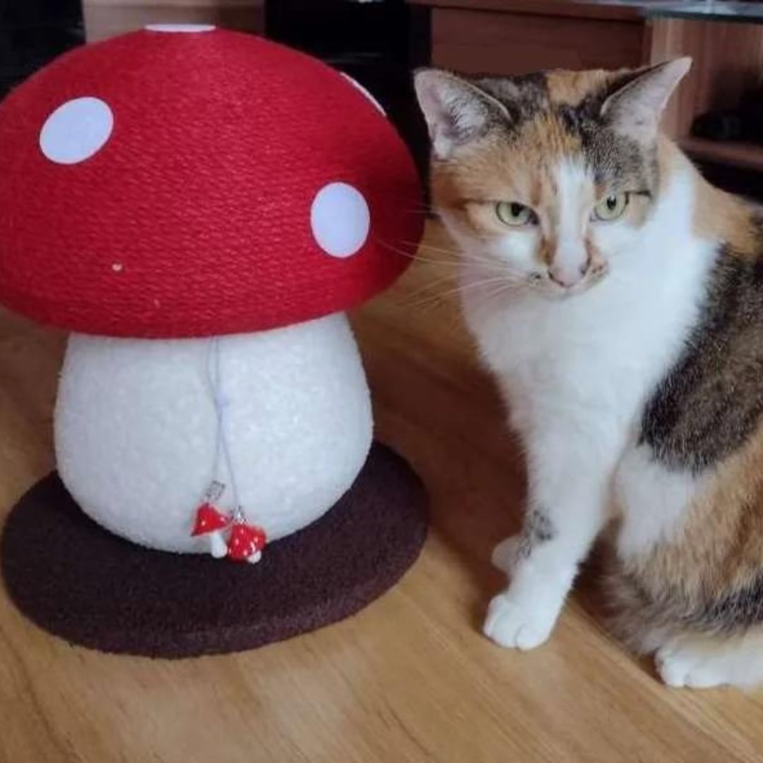 Griffoir champignon pour chat