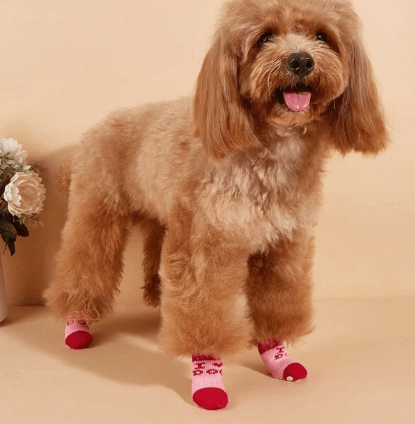 Chaussettes pour chien I Love Dog Rose