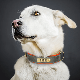 Atos™ : Collier en cuir premium pour chien personnalisable
