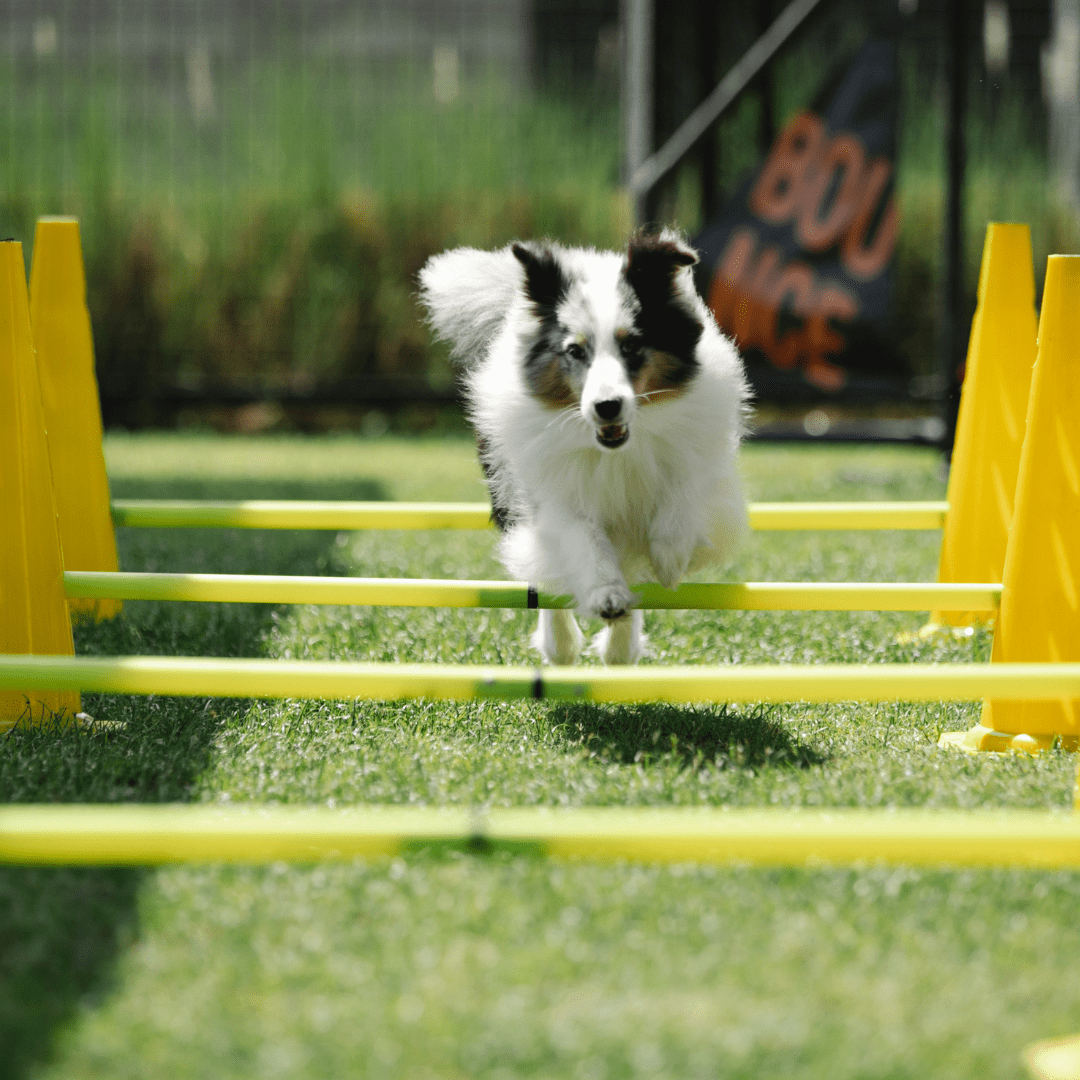 Développez les capacités physiques de votre chien avec Jumping™ 