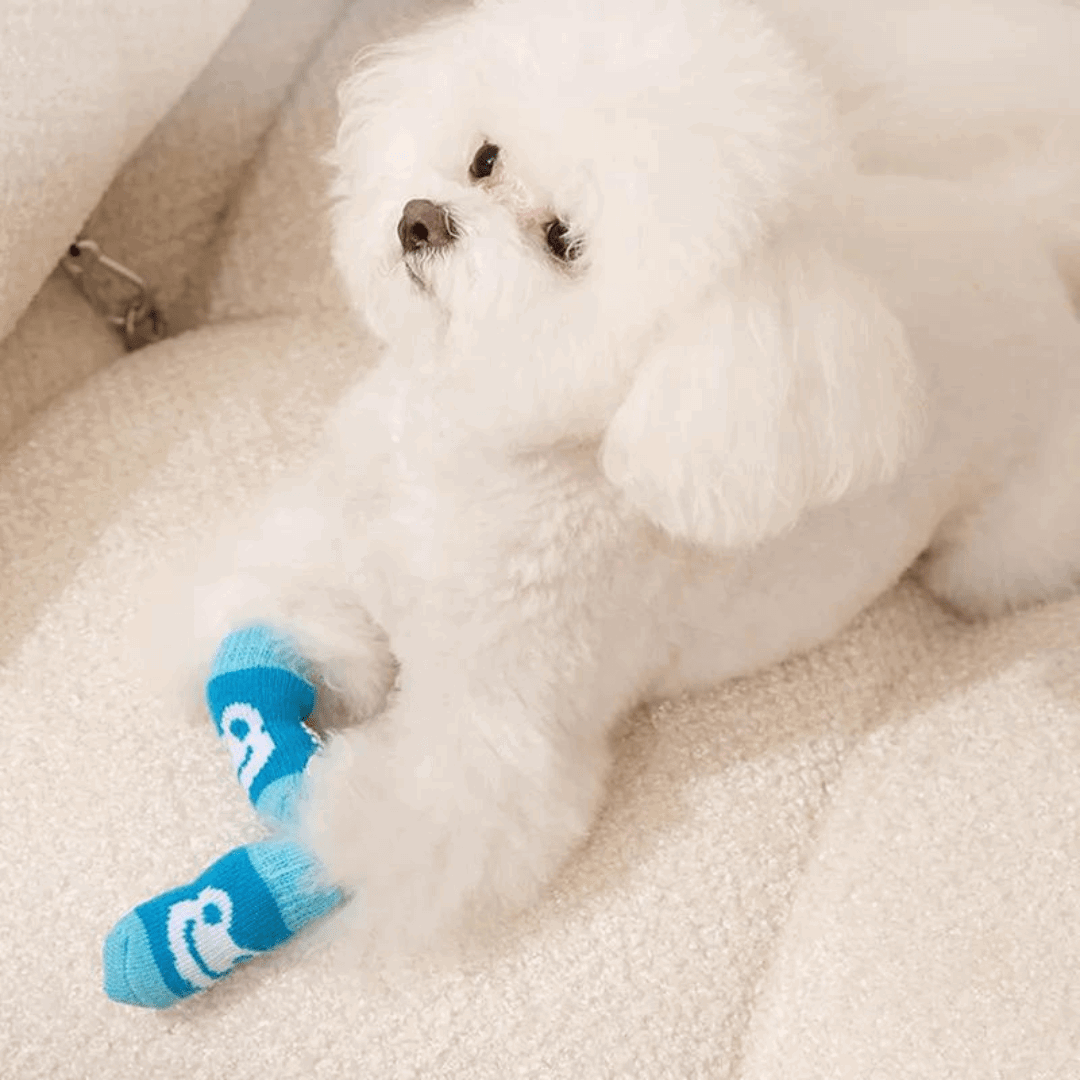 Chaussettes pour chien - Bleu Grenouille