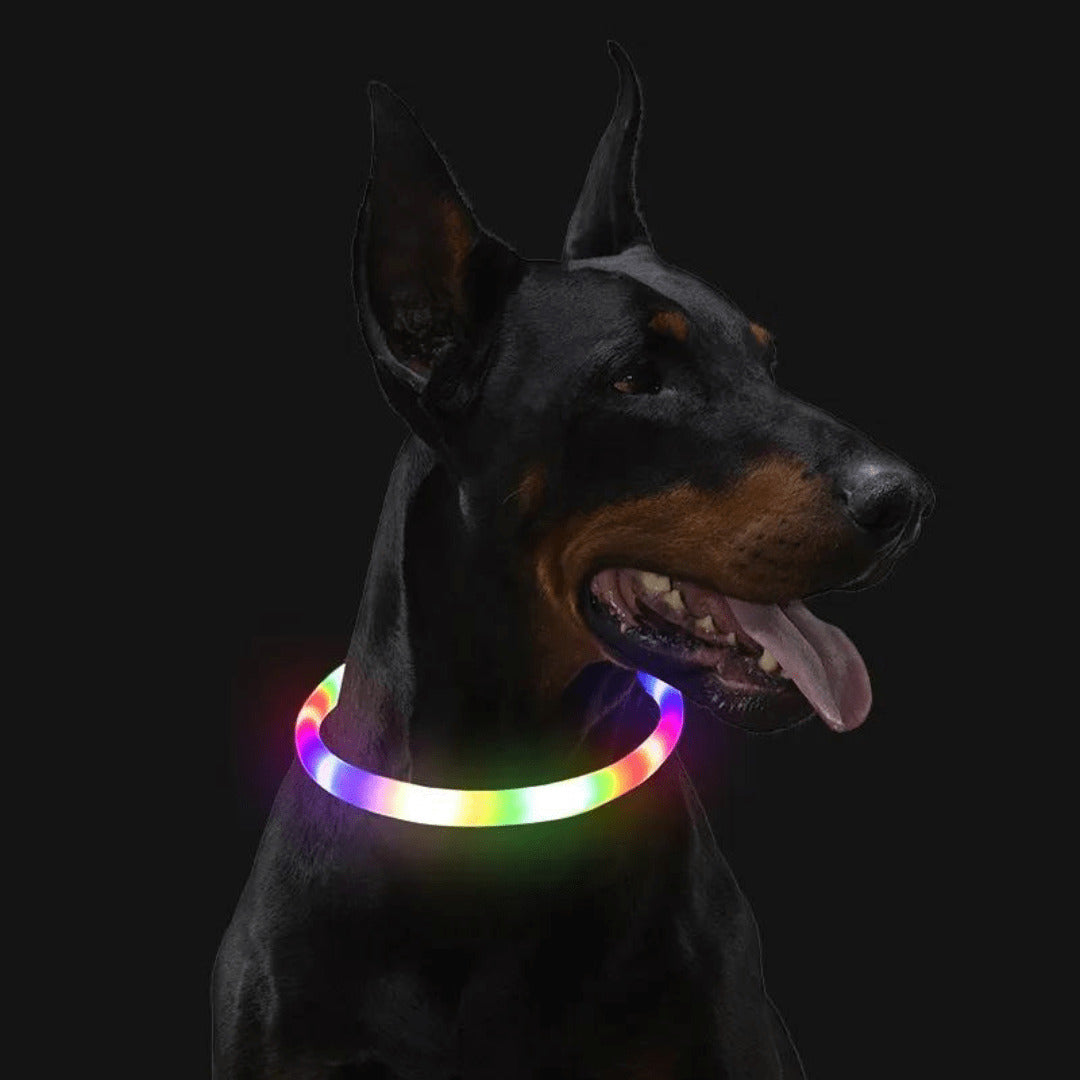 Chien avec notre collier à LED multicolor pour chien