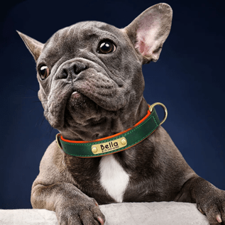 Collier en cuir premium pour chien personnalisable