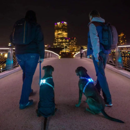 Harnais avec LED pour chien