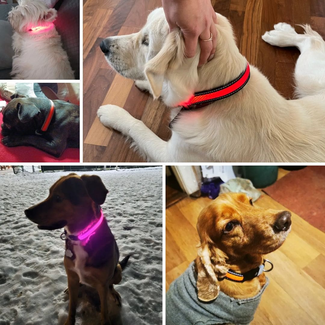 Photos clients de chiens avec notre collier en nylon avec lumière Led