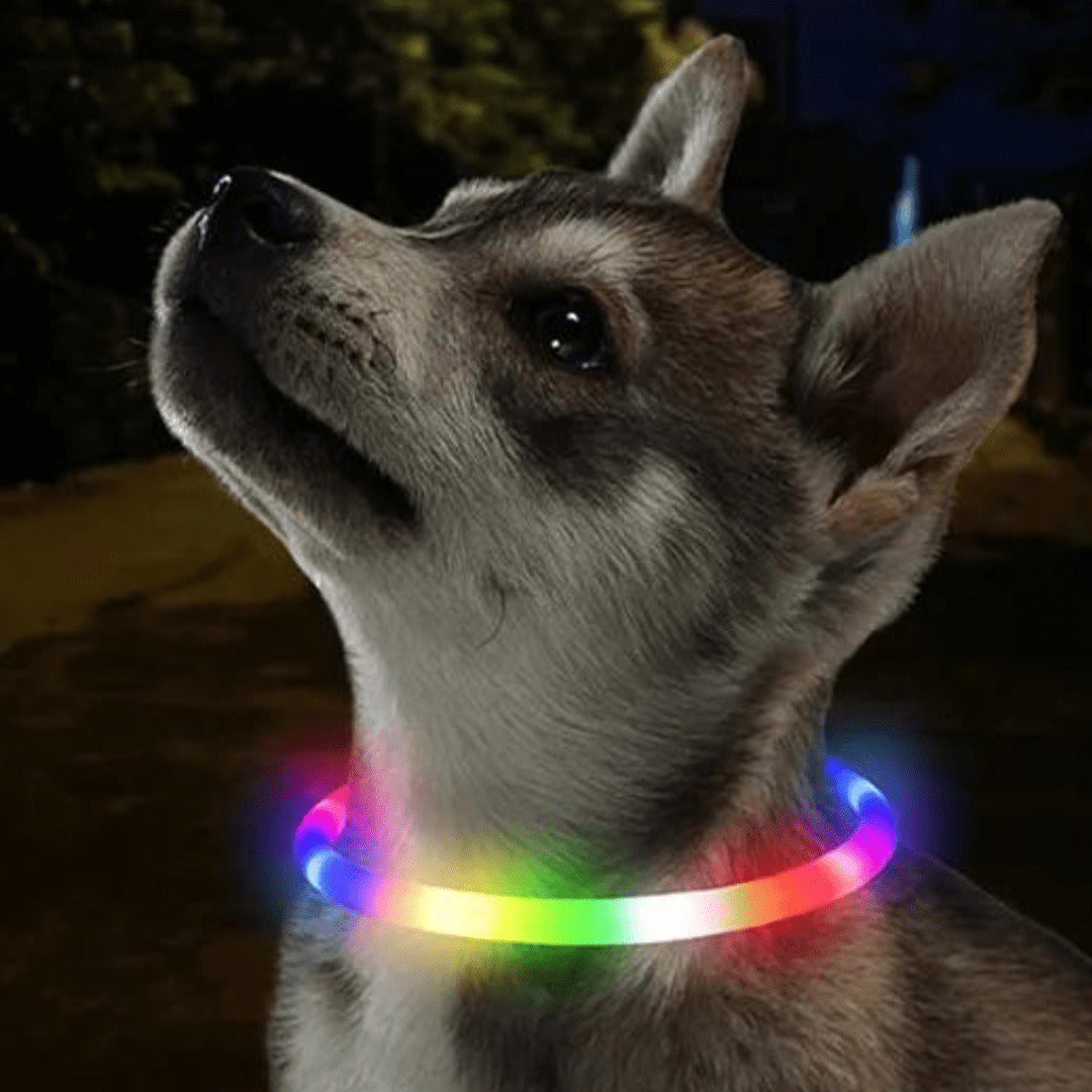 Collier à LED pour chien ajustable et confortable