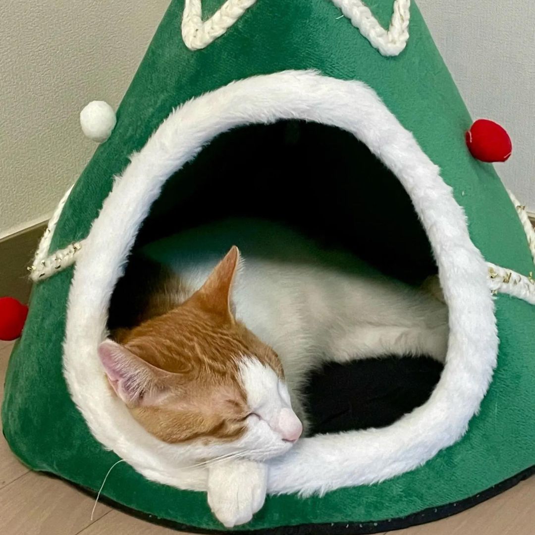Couchage lit sapin de Noël pour chat conçu avec des matériaux de qualité