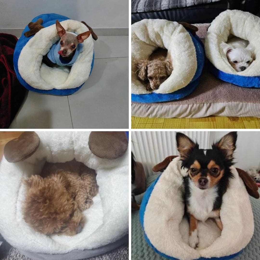 Photos clients de notre couchage en forme de pantoufle pour chien et chat